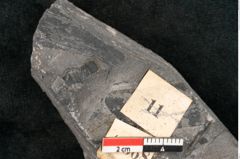 Foto (Detailansicht) von Neuropteris karwinensis Ettingshausen (NHMW-GEO-2024-0188-10668)